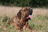 FILA BRASILEIRO 104